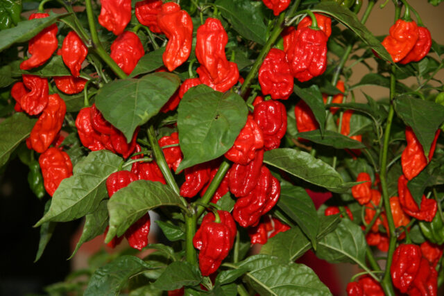 Pálivé papriky - CAROLINA REAPER