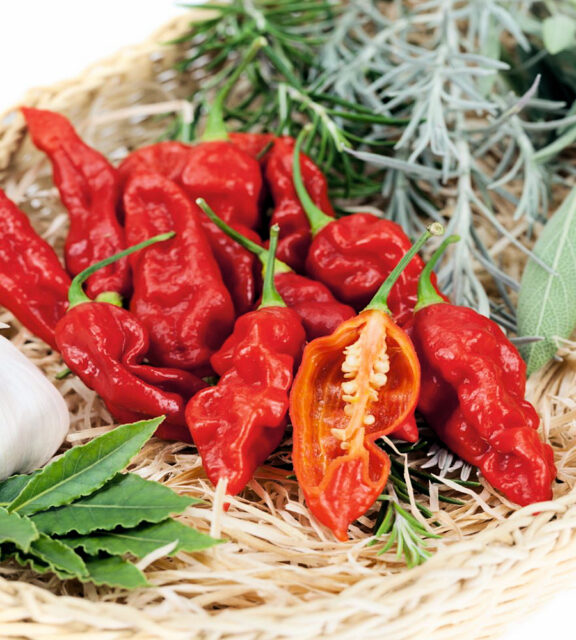 Pálivé papriky - BHUT JOLOKIA