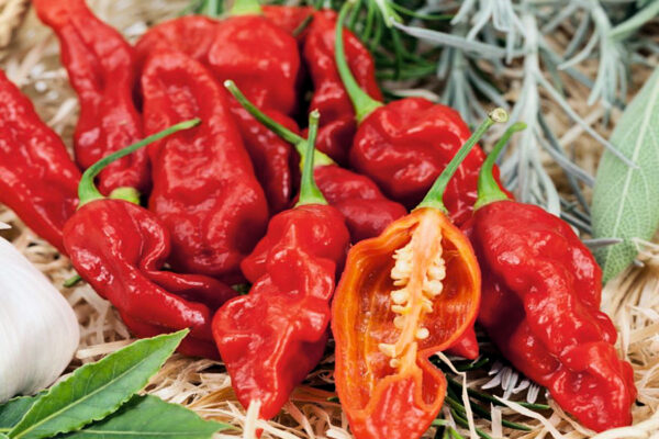 Pálivé papriky - BHUT JOLOKIA