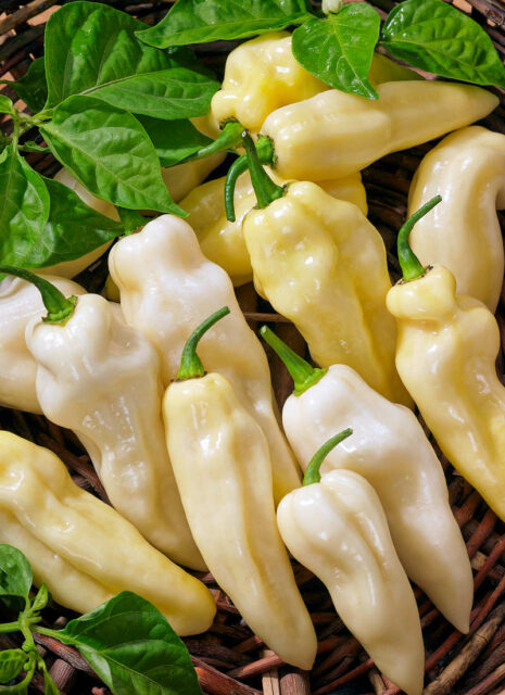 Pálivé papriky - HABANERO WHITE