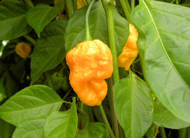 Pálivá paprika Trinid moruga scorpion 