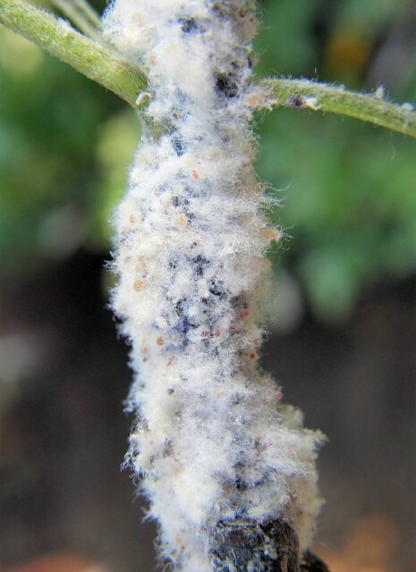 Vlnatka krvavá - kolonie