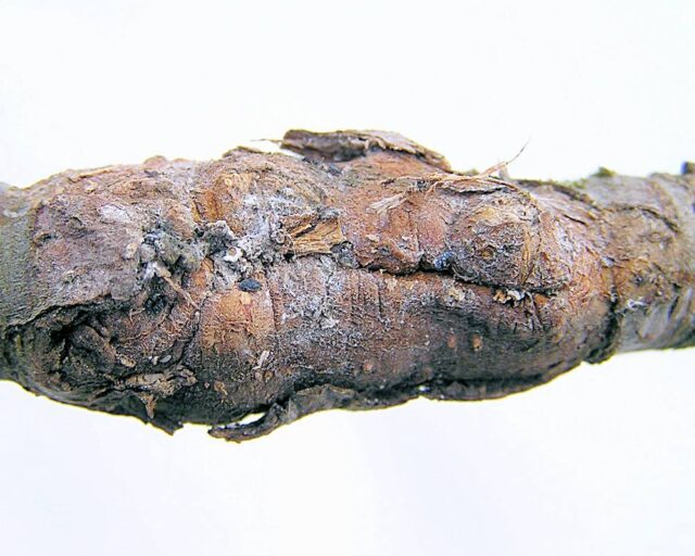 Deformace - vlnatka krvavá