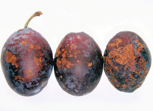 Hálčivec višňový