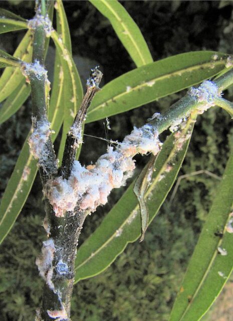 Vlnatí červci na oleandru