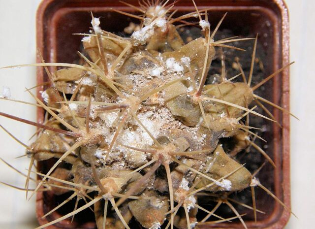 Vlnatí červci na kaktusu