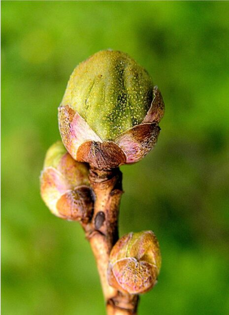 Vlnovník rybízový - hálky