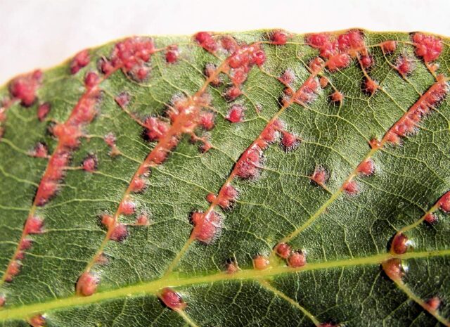 Vlnovník puchýřovitý - ořešák