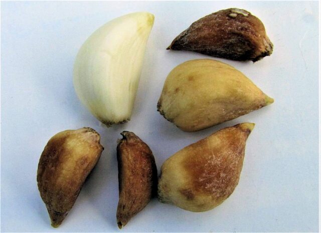 Vlnovník česnekový