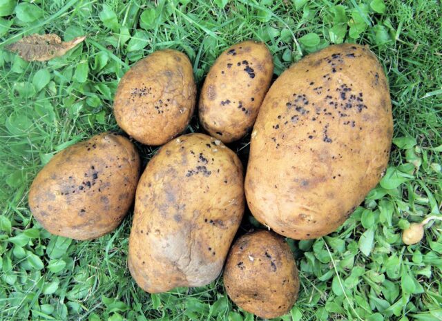 Skladování brambor - vločkovitost hlíz