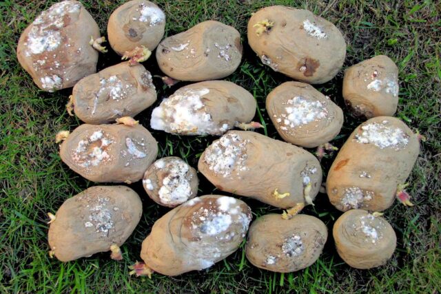 Skladování brambor - suchá fusariová hniloba