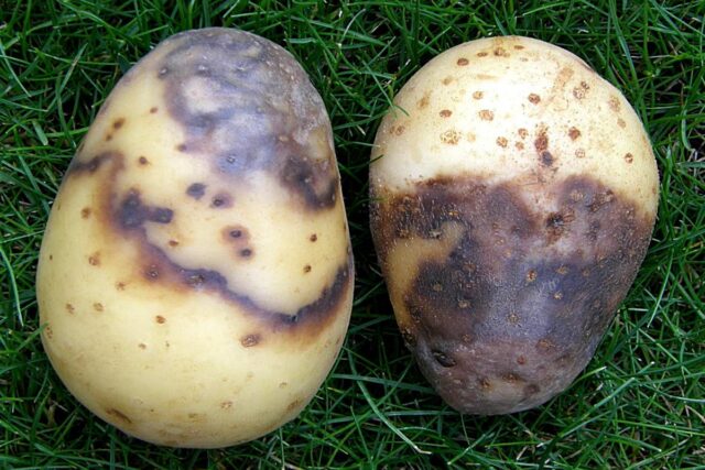 Skladování brambor - plíseň bramboru