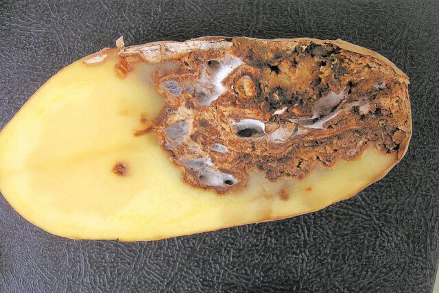 Skladování brambor - fomová hniloba