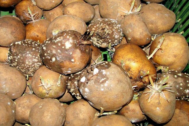 Bakteriální měkká hniloba brambor