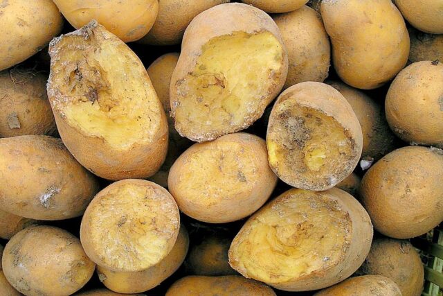 Skladování brambor - poškozené hlodavci