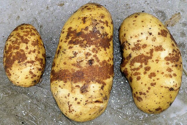 Skladování brambor - strupovitost hlíz