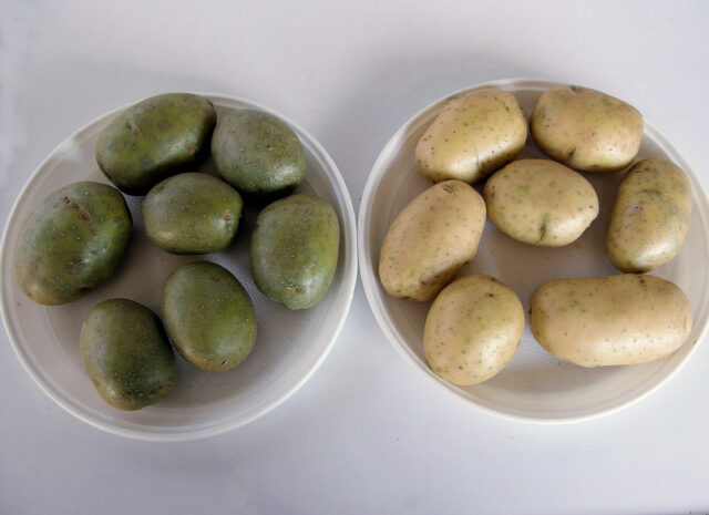 Skladování brambor - zezelenání hlíz