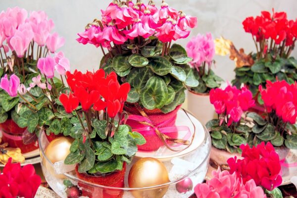 Brambořík ve vánoční náladě