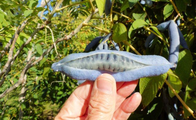 Palečník čínský - plody