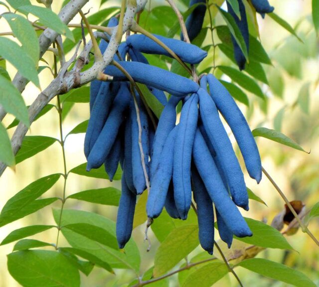 Palečník čínský - listy a plody