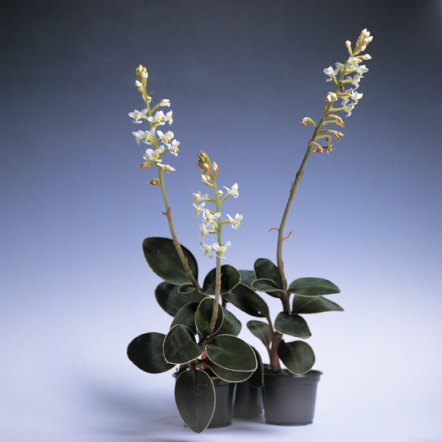 Orchidej Ludisia