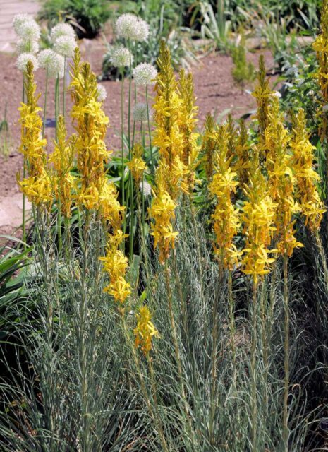 Dlouhověké trvalky - Asfodelka žlutá