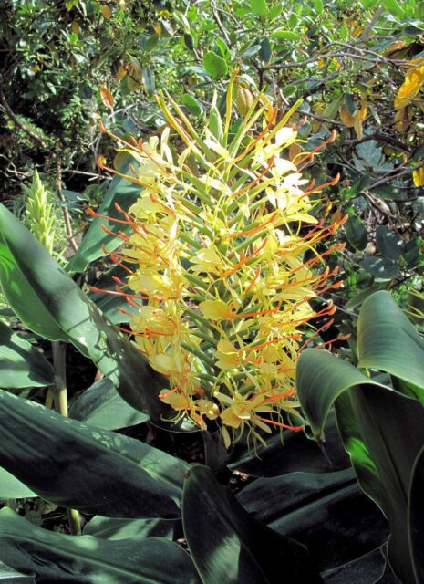 Motýlovec krásně kvete