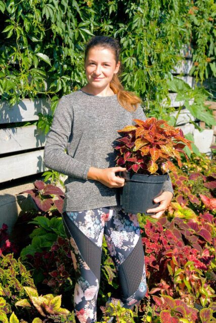 Okrasné kopřivy -kultivary