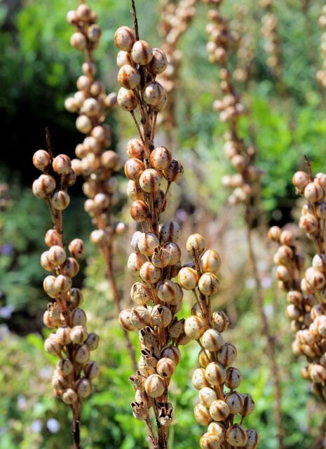 Dlouhověké trvalky - Asfodelka žlutá plody