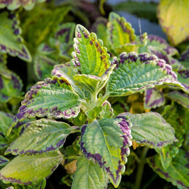 Okrasné kopřivy -kultivary