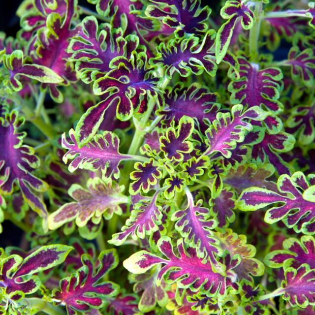 Okrasné kopřivy -kultivary