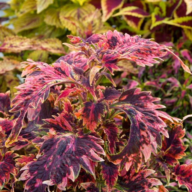 Okrasné kopřivy -kultivary