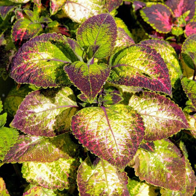 Okrasné kopřivy -kultivary