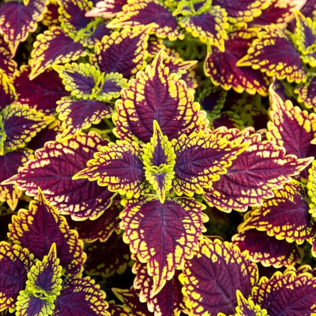 Okrasné kopřivy -kultivary