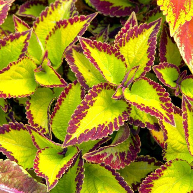 Okrasné kopřivy -kultivary