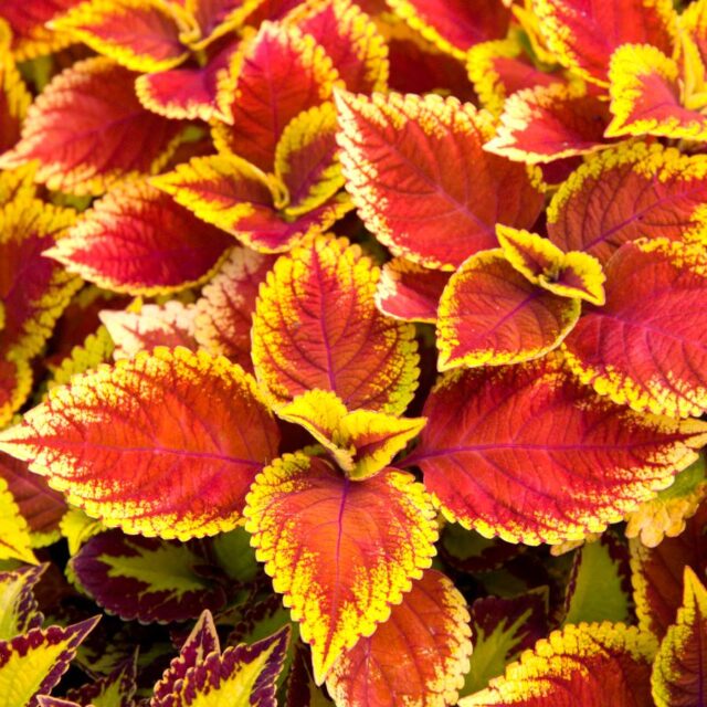 Okrasné kopřivy -kultivary