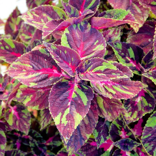 Okrasné kopřivy -kultivary