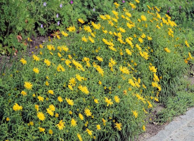 Dlouhověké trvalky - Volovec vrbolistý