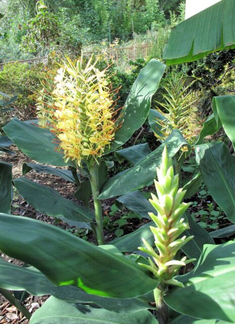 Motýlovec je dlouhověká trvalka