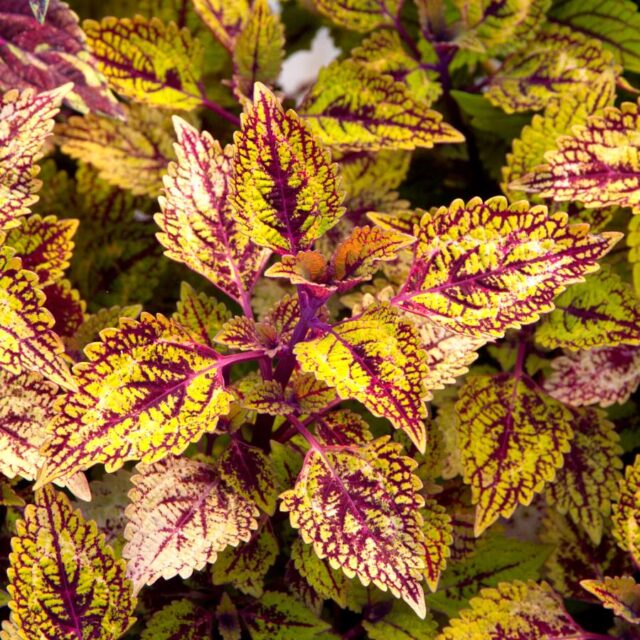 Okrasné kopřivy -kultivary