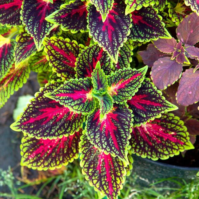 Okrasné kopřivy -kultivary