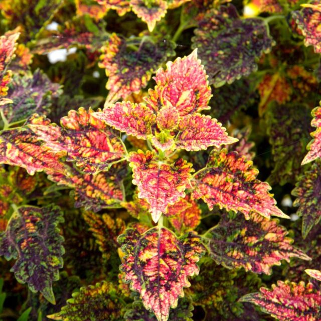 Okrasné kopřivy -kultivary