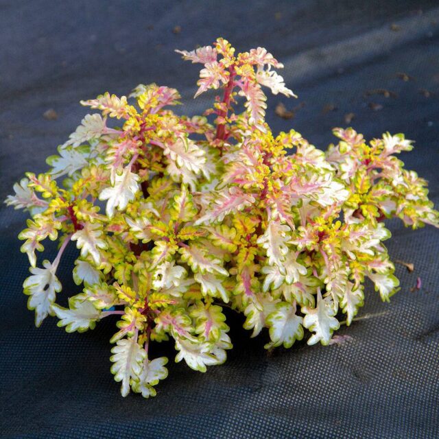 Okrasné kopřivy -kultivary