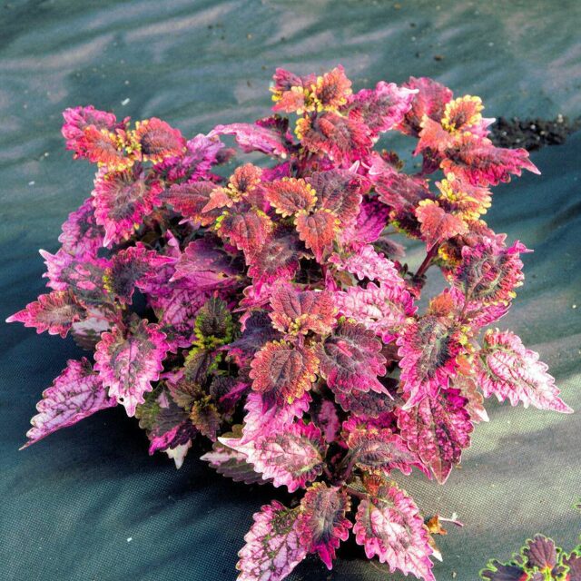 Okrasné kopřivy -kultivary