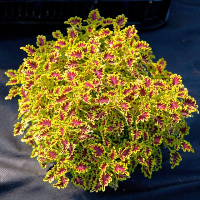 Okrasné kopřivy -kultivary