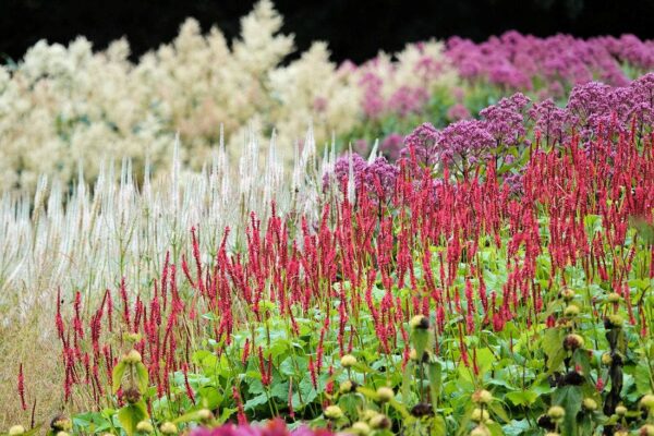 Dlouhověké trvalky - rdesno