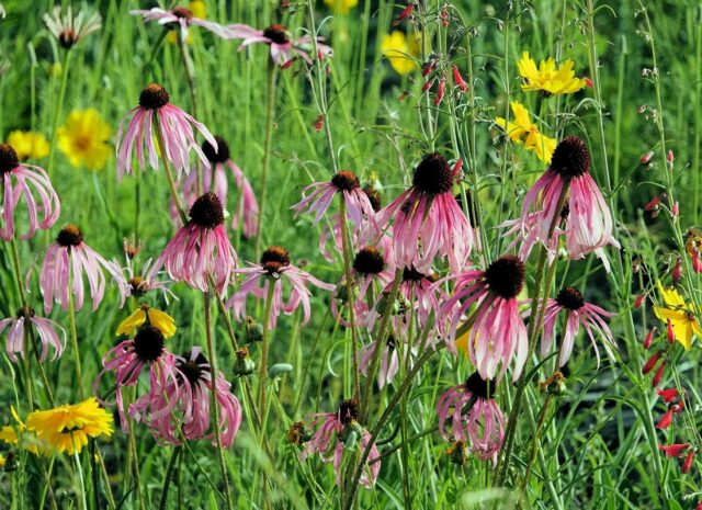 Dlouhověké trvalky - Třapatkovka bledá