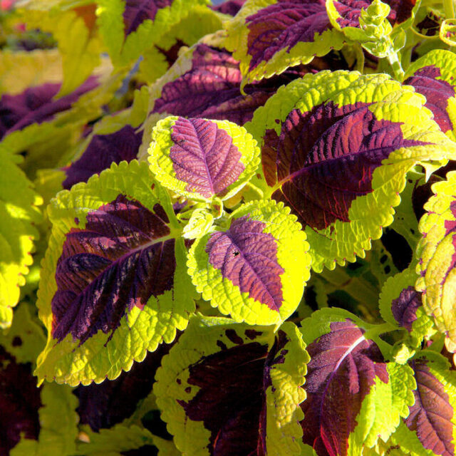 Okrasné kopřivy -kultivary