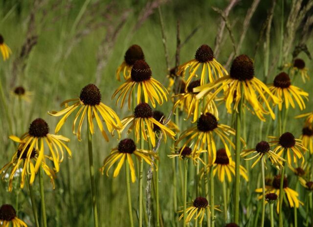 Dlouhověké trvalky - Třapatkovka podivná