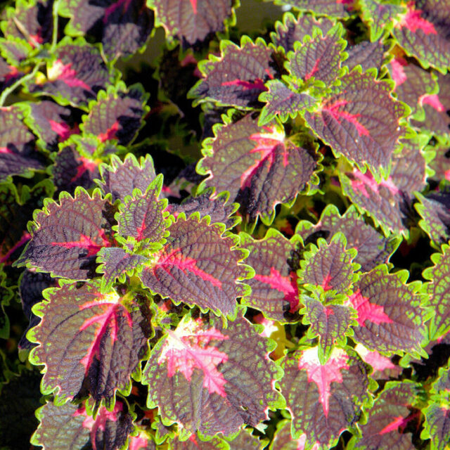 Okrasné kopřivy -kultivary